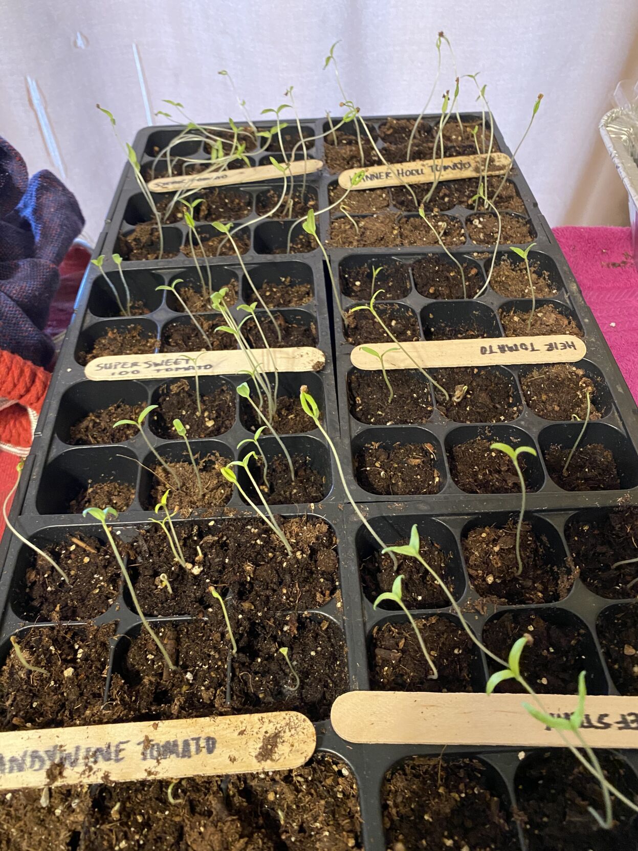 Stevison plants 1